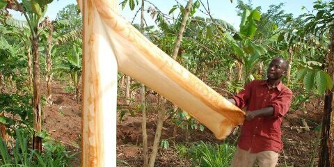 the inner bark of the Mutuba tree